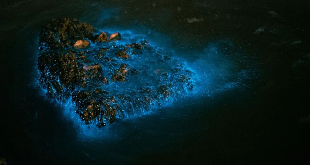 “蓝眼睛”迎来大爆发！现实版“奇幻漂流”，大海已经美成星河