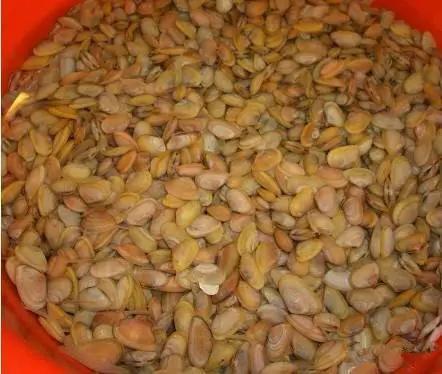 开海特价海鲜,开海的海鲜视频