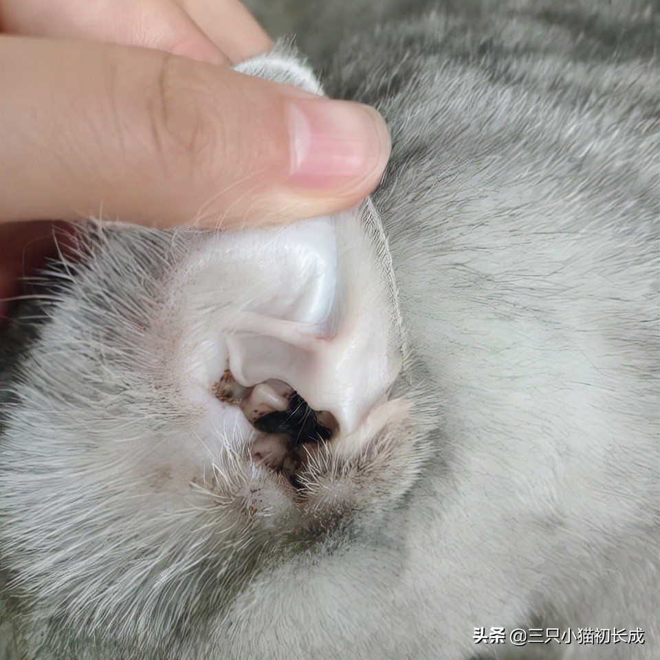 猫咪耳朵油腻腻的该怎么办,猫咪耳朵油油的有泥垢如何清洗
