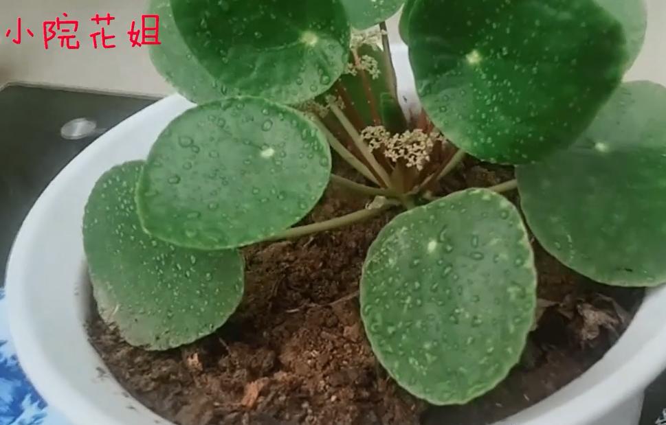 镜面草叶片出现黑斑怎么办,镜面草倒盆后蔫了还能活吗