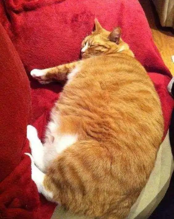 橘猫半年大概多少斤,橘猫半年