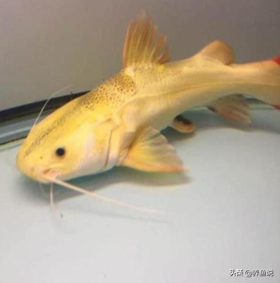 鍏讳簡楸艰繃鍚庨兘涓嶆暍鍚冮奔,鍏讳簡楸间箣鍚庝笉鎯冲悆楸间簡