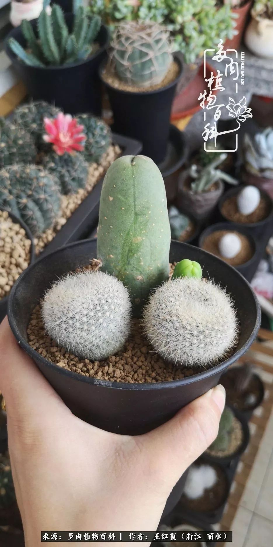 仙人球春天露养条件,仙人球露养条件