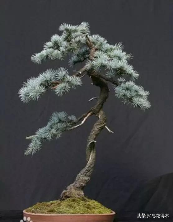 雪松盆景怎么打理,雪松盆景制作过程