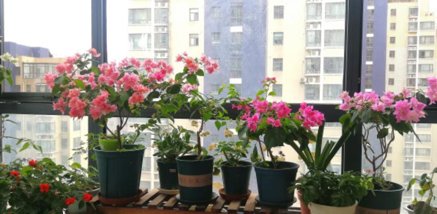 养什么花用营养土好,适合家里养的花土