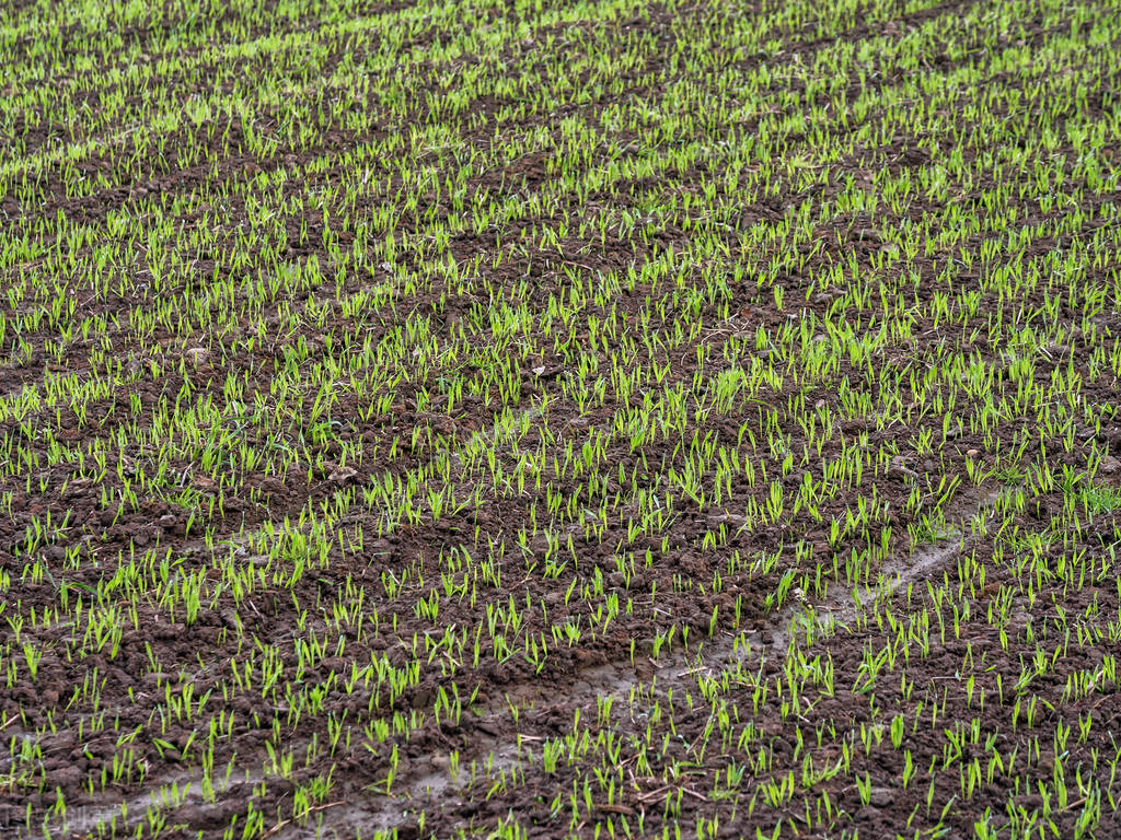今年秋雨较多的地区有哪些,今年秋雨多是什么现象