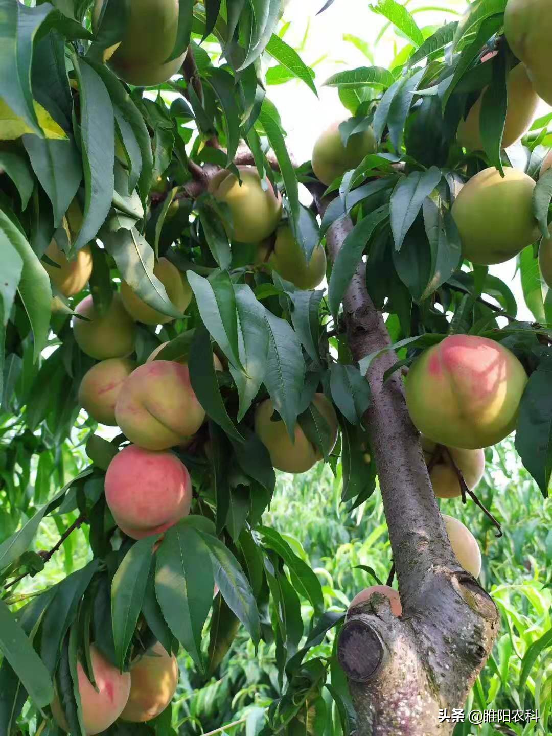 好的菌肥才有好效果,生物菌肥杀虫吗