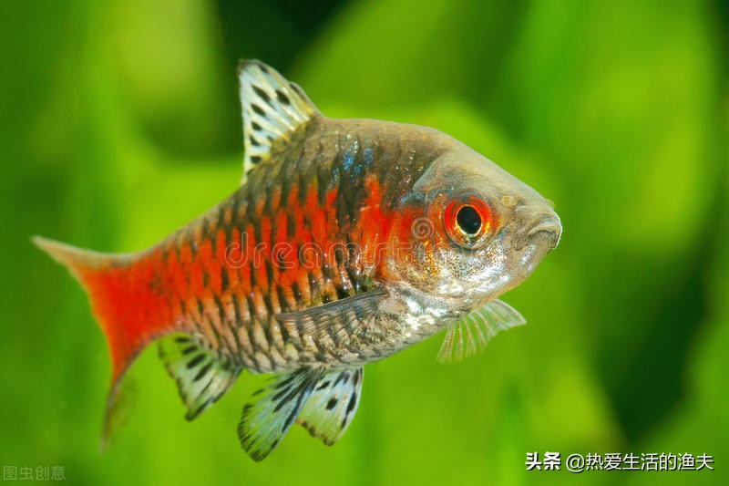 普通金鱼好养还是鎏金金鱼好养,哪个品种的金鱼最好养又好看