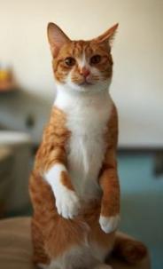 古代各种猫咪的名字只能有两个字,古代的猫的名字到底有多霸气