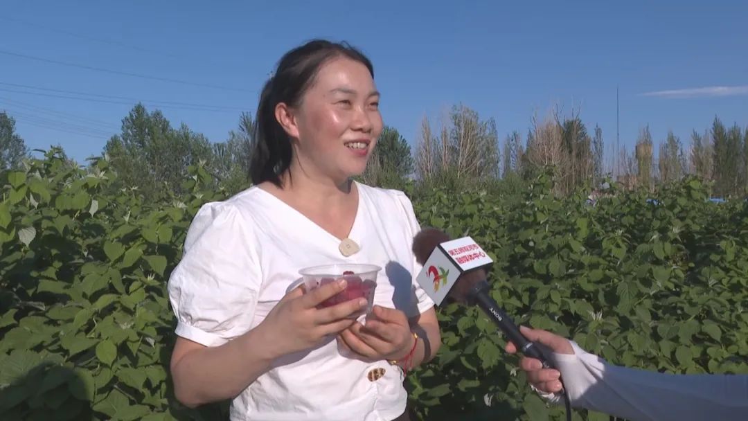 凤凰桥树莓采摘,春天到树莓采摘