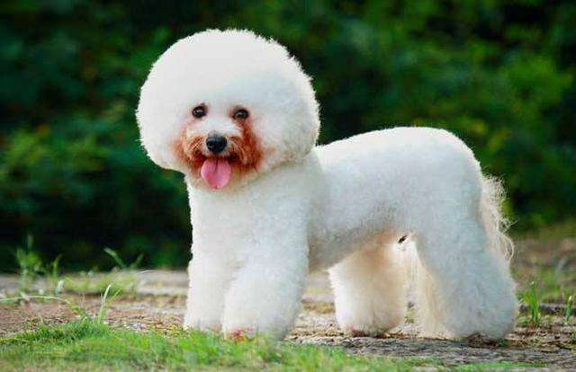 鍒樿瘲璇楁瘮鐔婄姮,鍒樿瘲璇楁瘮鐔婄姮鍥剧墖