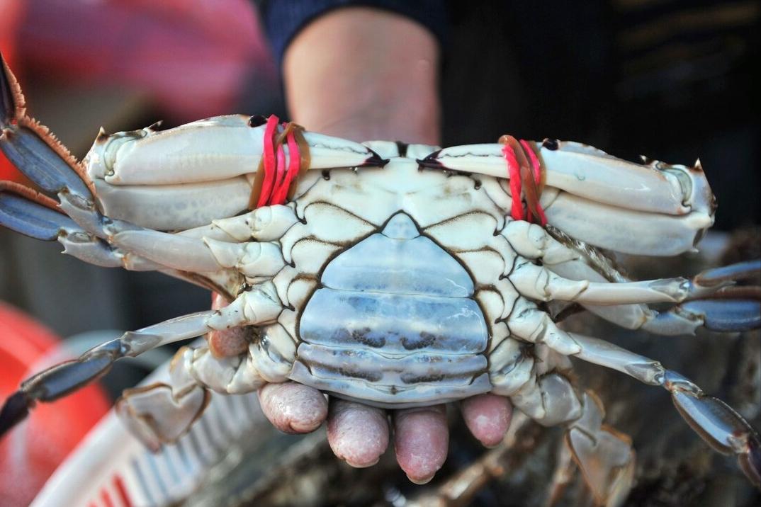 买螃蟹怎么选最有效,买螃蟹怎么挑选