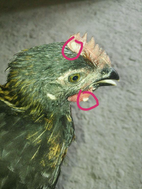 了解鸡的视频,了解母鸡的特性