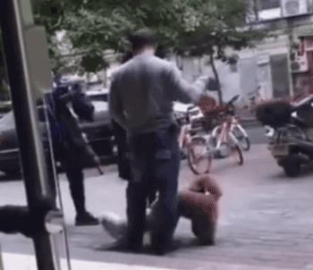 狗狗交配时强行将它们分开?脑子是个好东西,希望你能有!