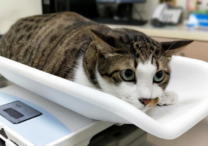 明明驱虫了但为什么还有蜱虫,猫咪得了毛滴虫主人要怎么防