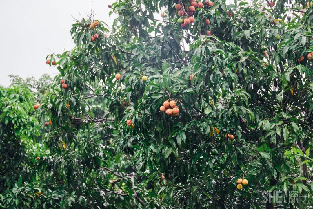 疫情期间免费开放的公园,疫情期间开放的公园有哪些