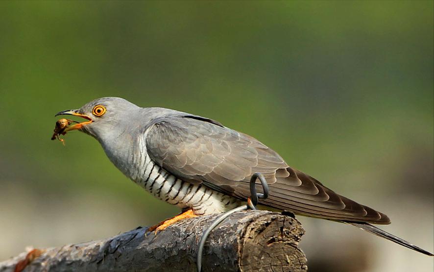 东江揽胜,惠州淡水常见鸟类图谱