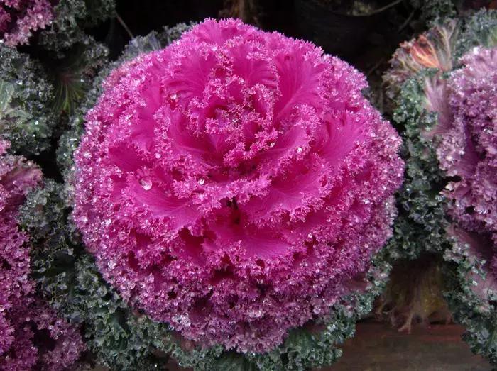 绿色像菜一样的花,像菜一样的花