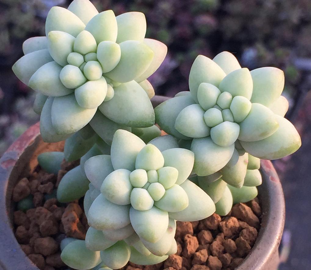 垂吊碧玉莲,串玉挂坠