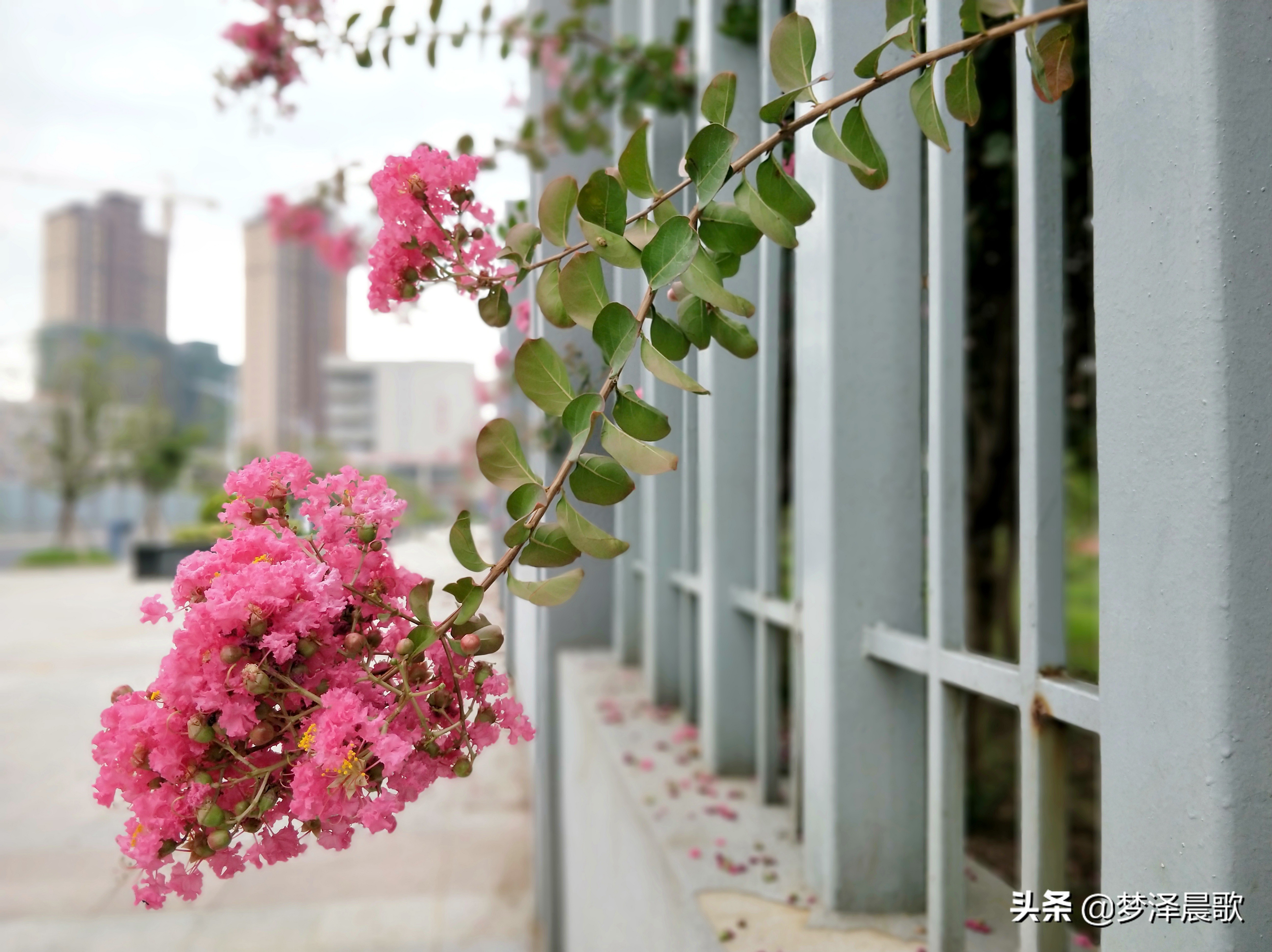 云梦县黄香小学好吗,云梦县黄香小学全貌图