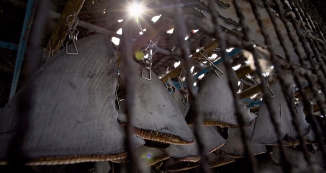 如果让鲨鱼开口,它们会说:“你们对我们有偏见!”