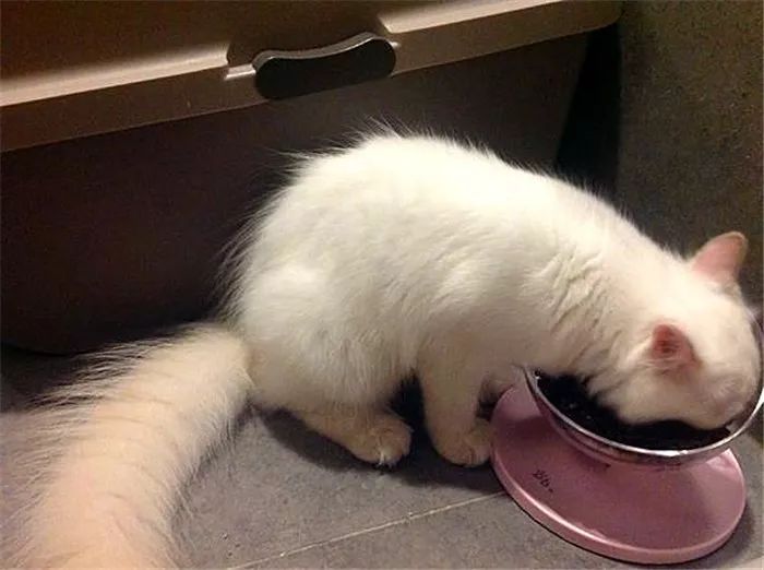 长毛猫和短毛猫哪个更好养,长毛猫和短毛猫哪个更打理