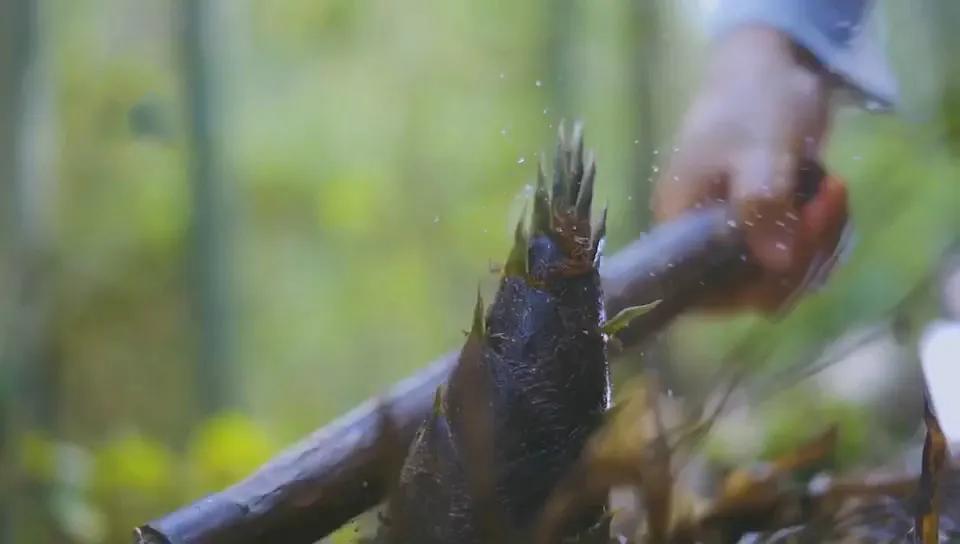 陕西秦岭最美的小城在哪里,秦岭深处的小县城暗藏着绝美秋色