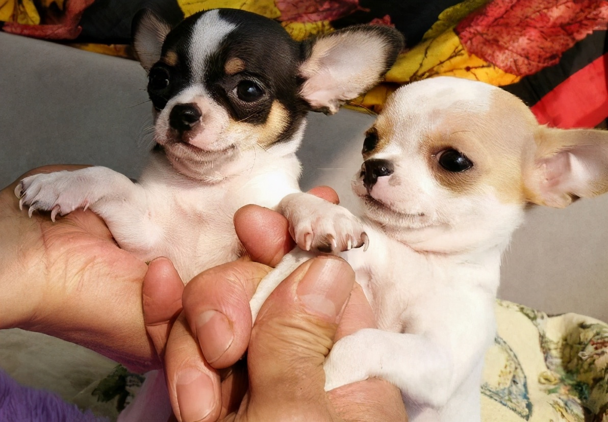 “忽悠”我买吉娃娃的人,你们把我害苦了