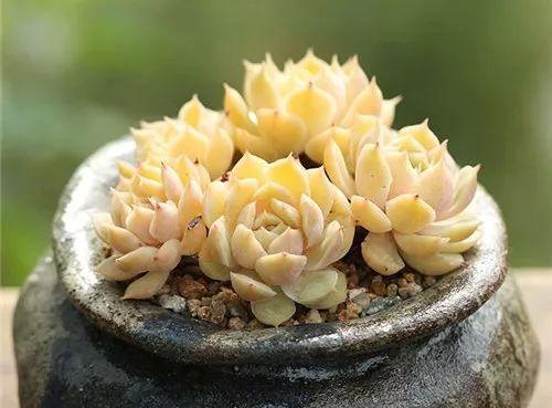 几款好看又好养的多肉,好养且易爆盆的多肉