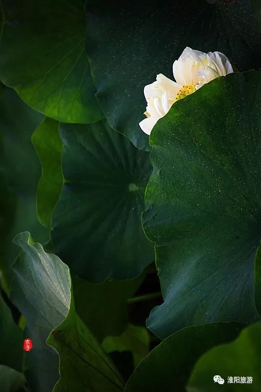 又见淮阳荷花香——唯美文章唯美荷，唯美视频唯美歌