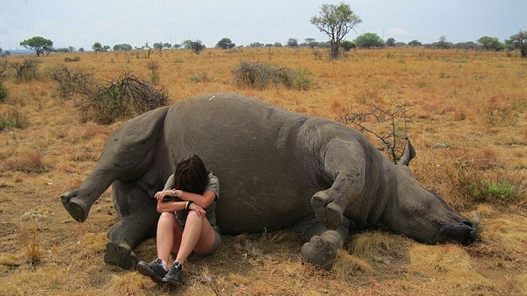 犀牛角为什么要被锯下来,为什么要把犀牛角割下来