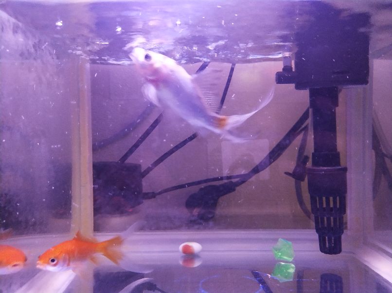 养鱼新手看过来养鱼知识大全,新手养鱼随意养几条有禁忌