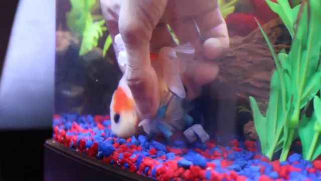 金鱼得了鱼鳔病怎么治,金鱼中毒沉底失鳔游不起来