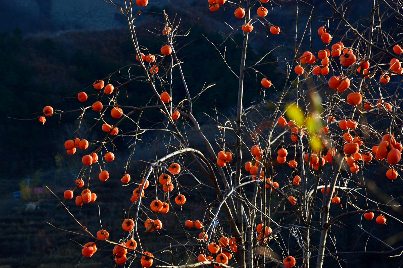 影像记录｜遇见最后一抹秋色——承德兴隆陡子峪乡蜂洞子
