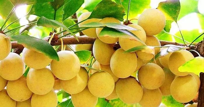 25种常见有毒的花草树木,警惕50种有毒植物