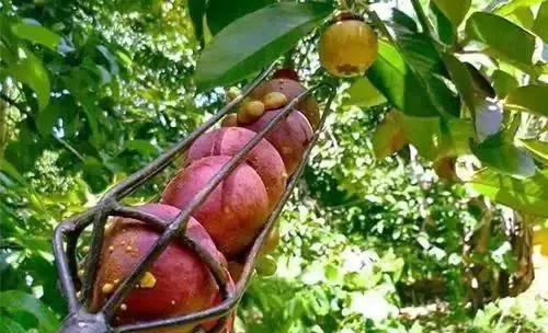 购买山竹时怎样选才是好的,怎样挑选物美价廉的山竹