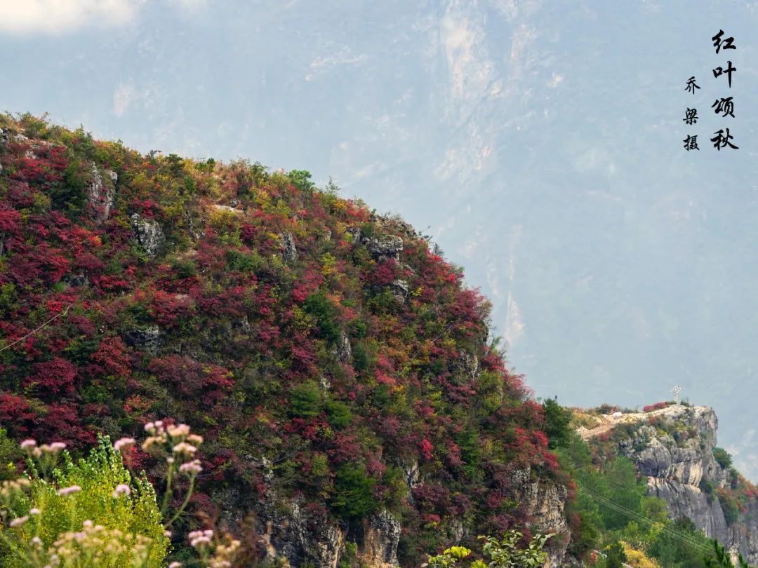 巫山红叶全攻略,巫山红叶2020
