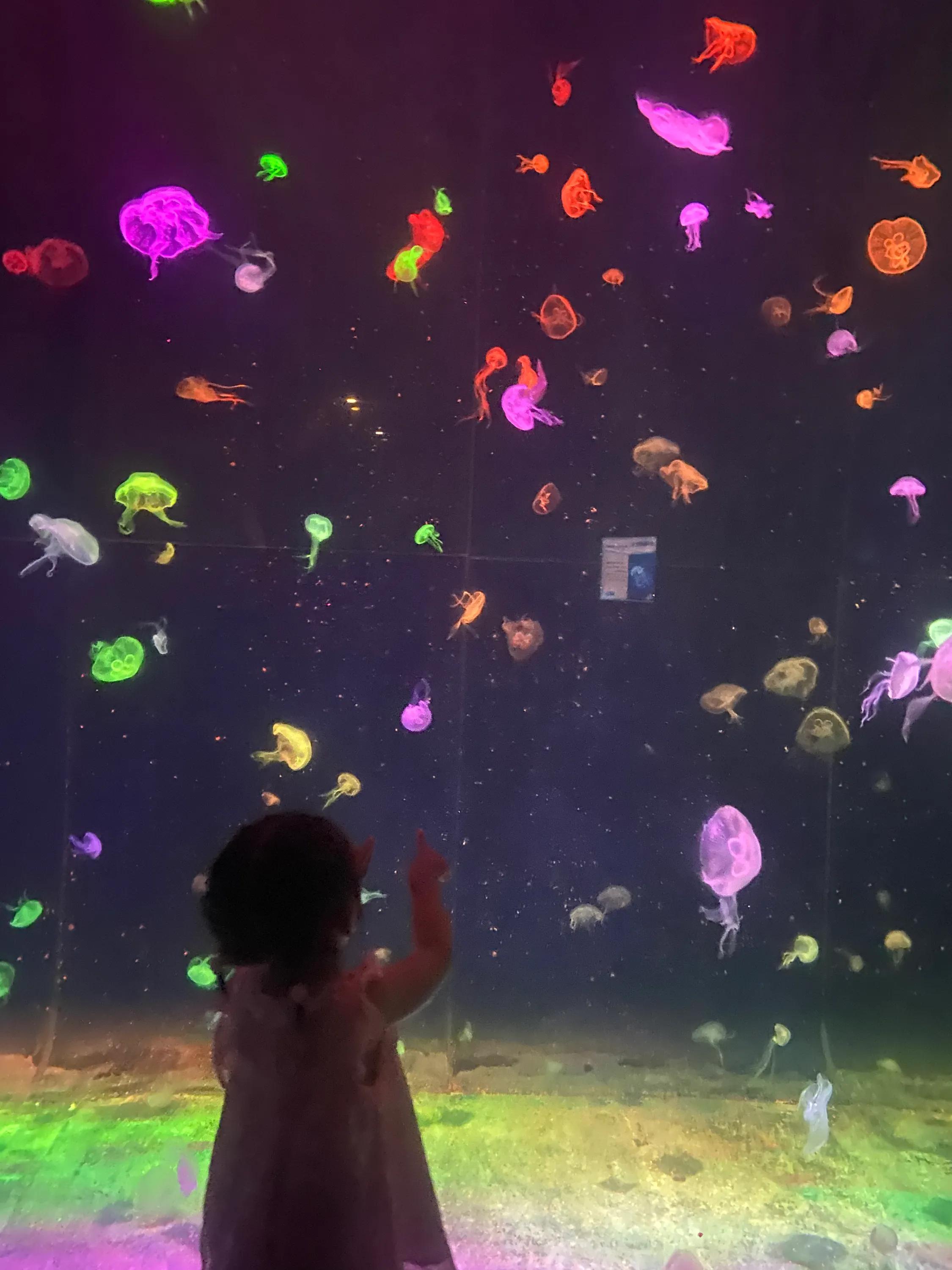 珠海长隆海洋王国攻略时间表,珠海长隆海洋王国攻略图