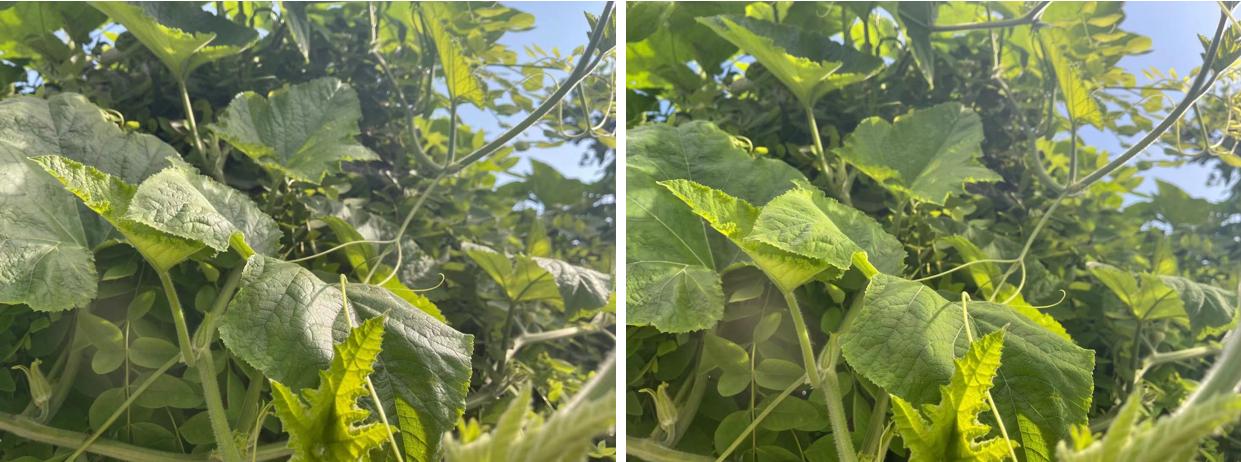 手机摄影拍摄效果图,摄影超级神器