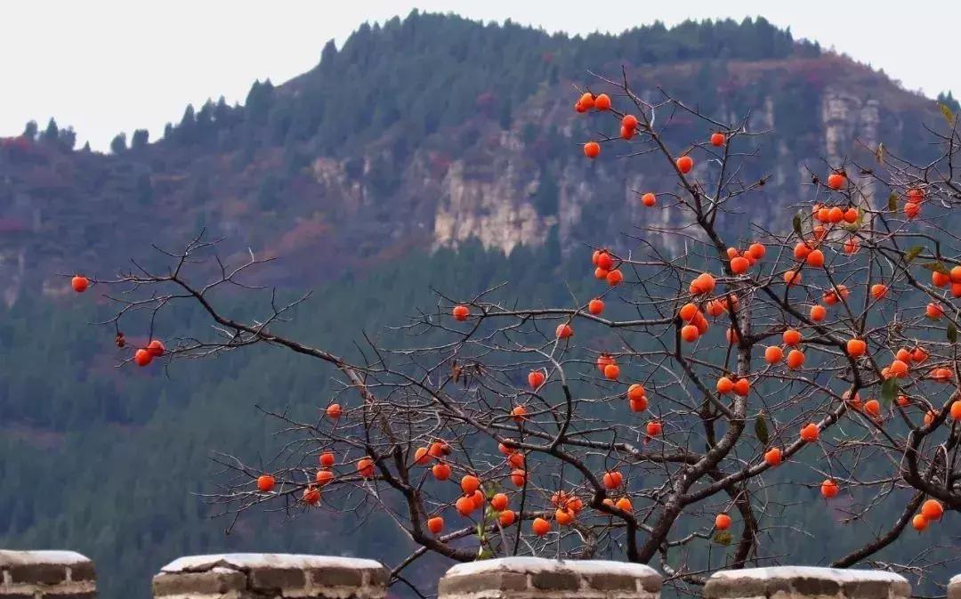 山东7月份有哪些水果可以采摘,山东10月份有什么水果可以采摘