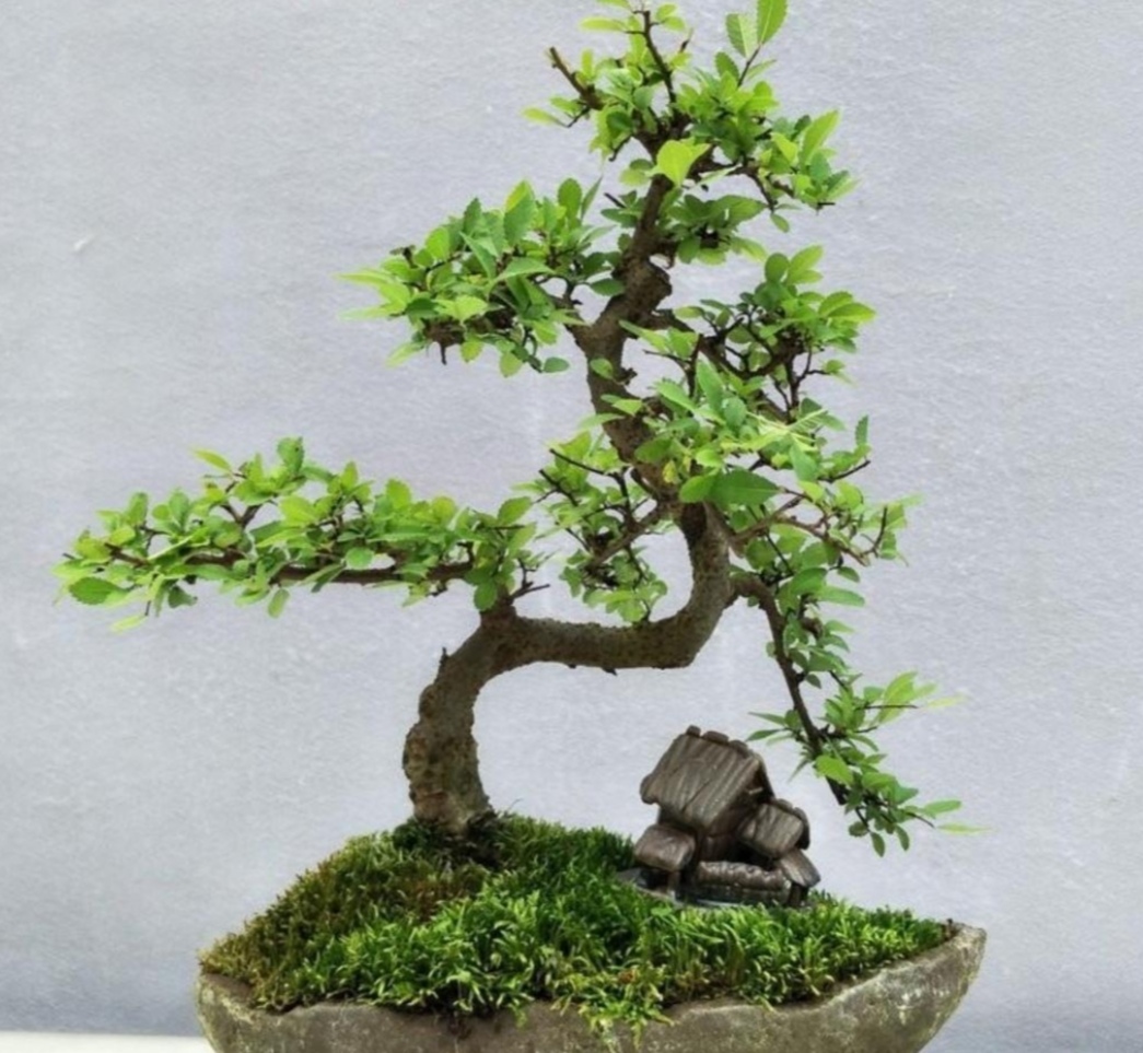 附石盆景哪种树最适合,一般盆景种树都用什么植料