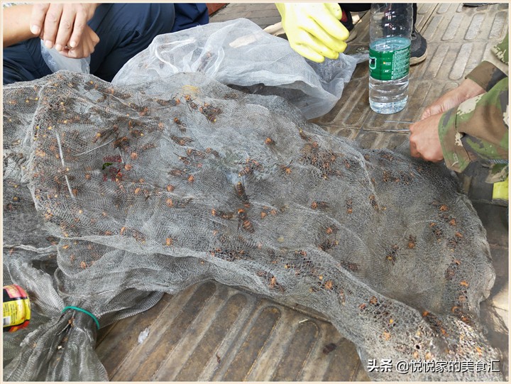 广东黑盾蜂王5元一只,小伙养殖胡蜂一只蜂王卖3000元