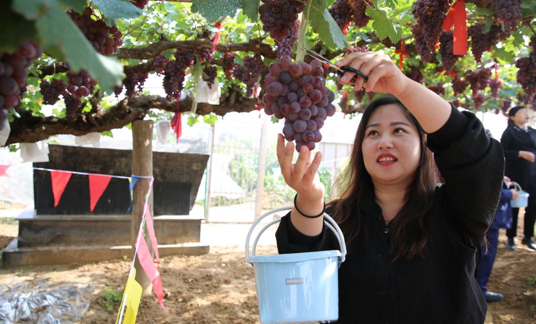 张家口葡萄王树,涿鹿县葡萄王图片