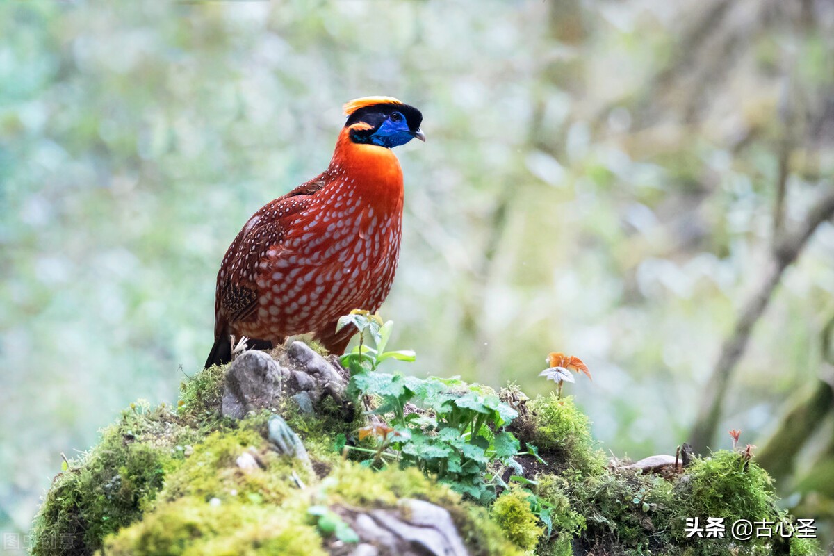 作家教孩子写作文（四）：借《易经》的一点祥光，照亮作文