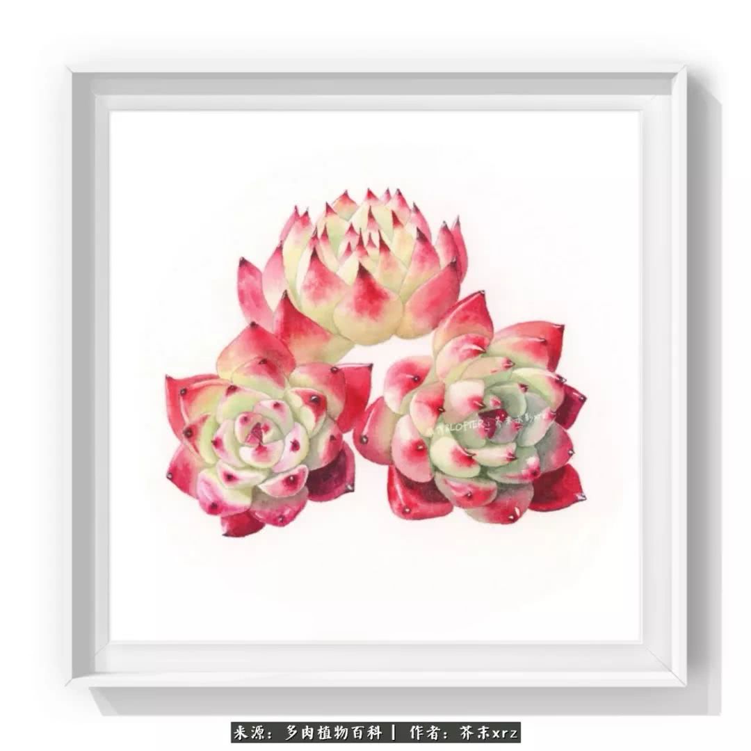 那个爱画多肉的小姑娘带着她的心头肉又来啦!