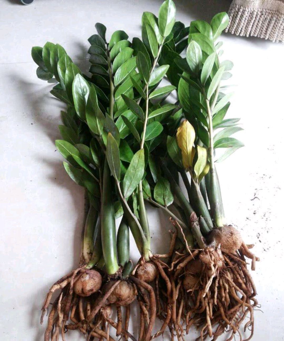 浇水过多死的植物,最容易浇死的6种花