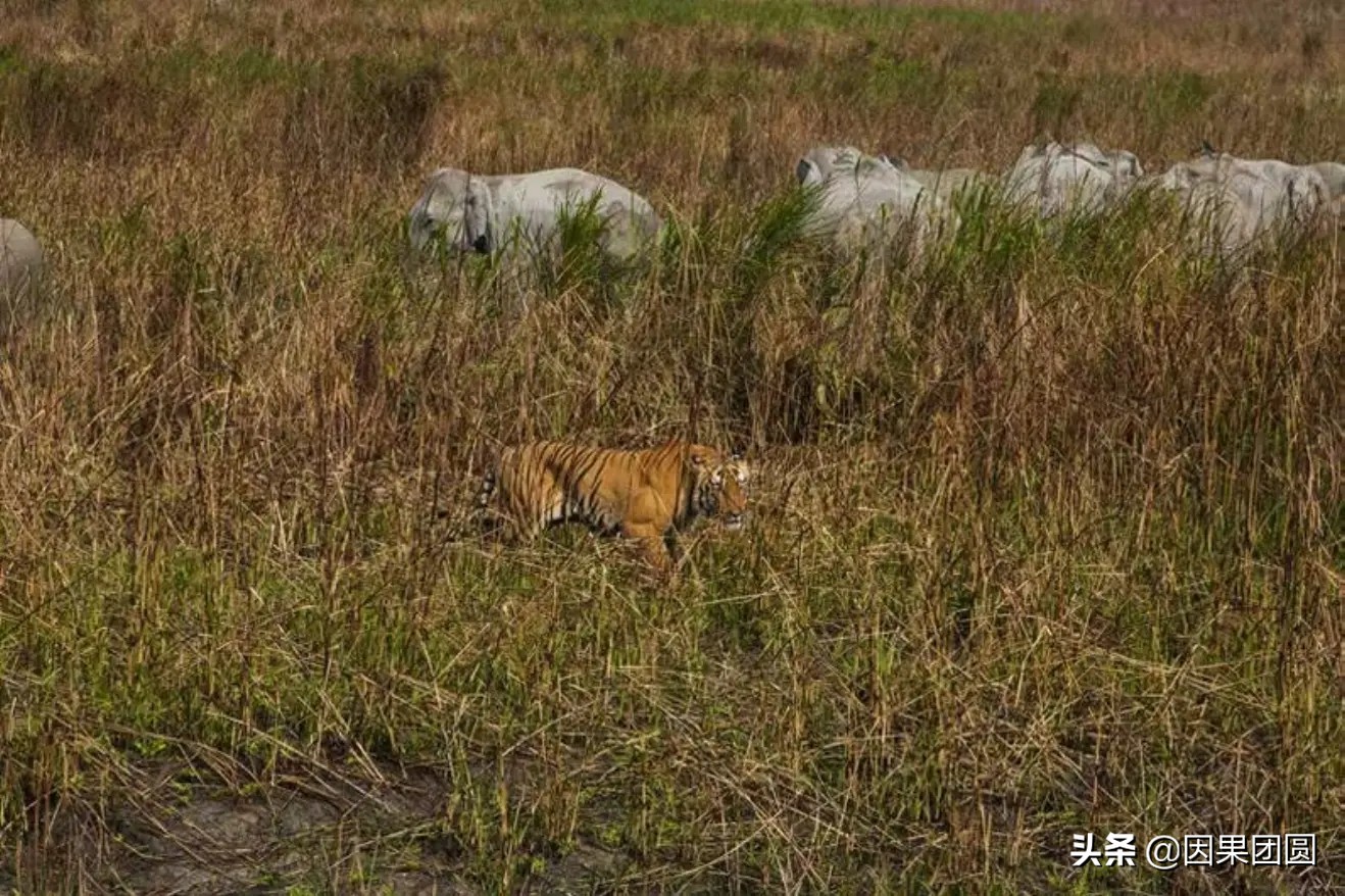 老虎杀犀牛全过程,老虎猎杀犀牛过程