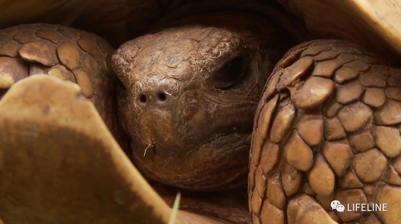 龟中“考拉”，请别让我们的孩子在博物馆见到它们...