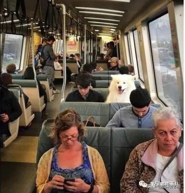 要狗看门？千万别选萨摩耶！这货除了笑不会干别的了