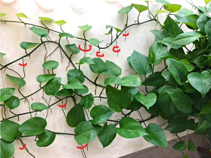 做到这几点绿萝绝对会疯长不停,绿萝有一个小机关打开它立马疯长